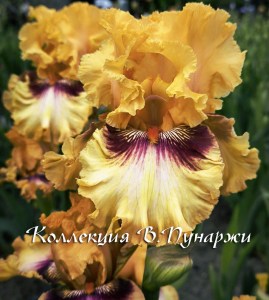 image (7)